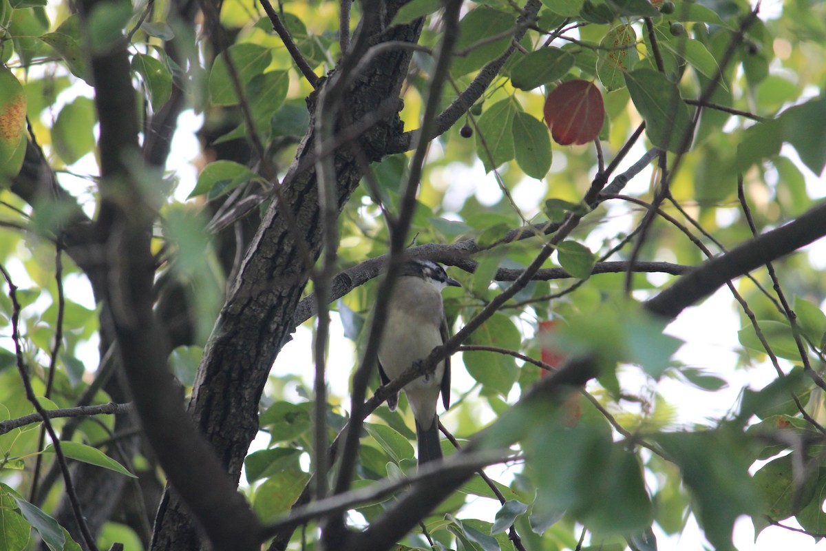 Light-vented Bulbul - ML233924901