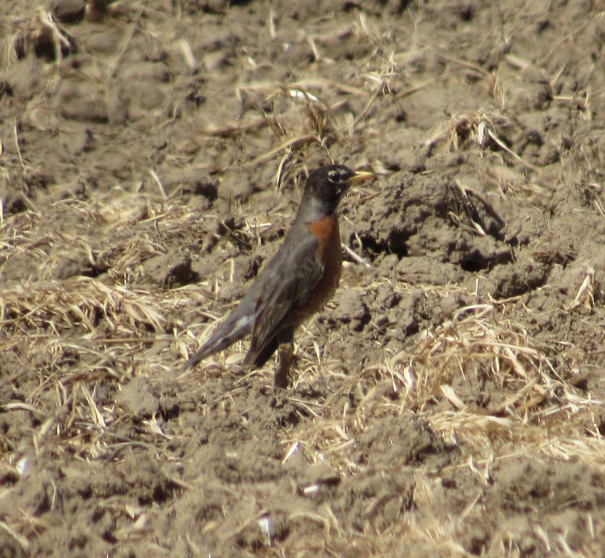 American Robin - ML233924921