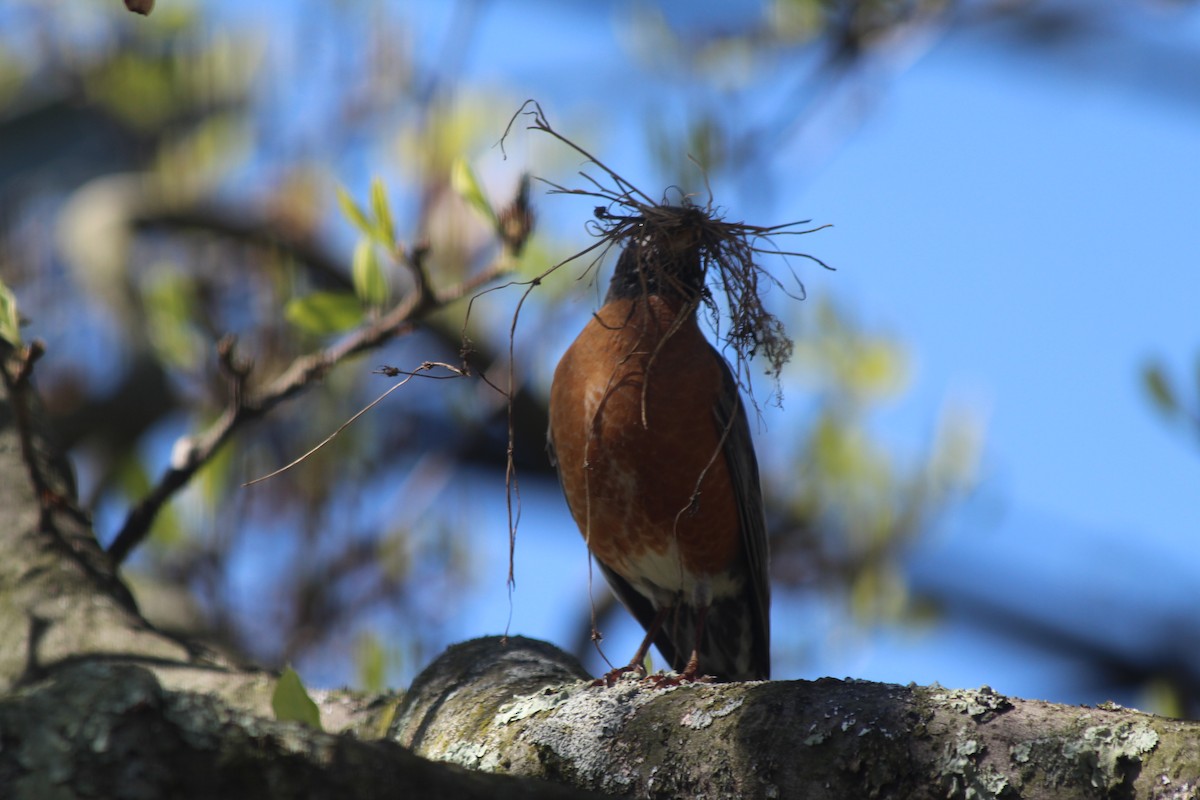 American Robin - ML233924941