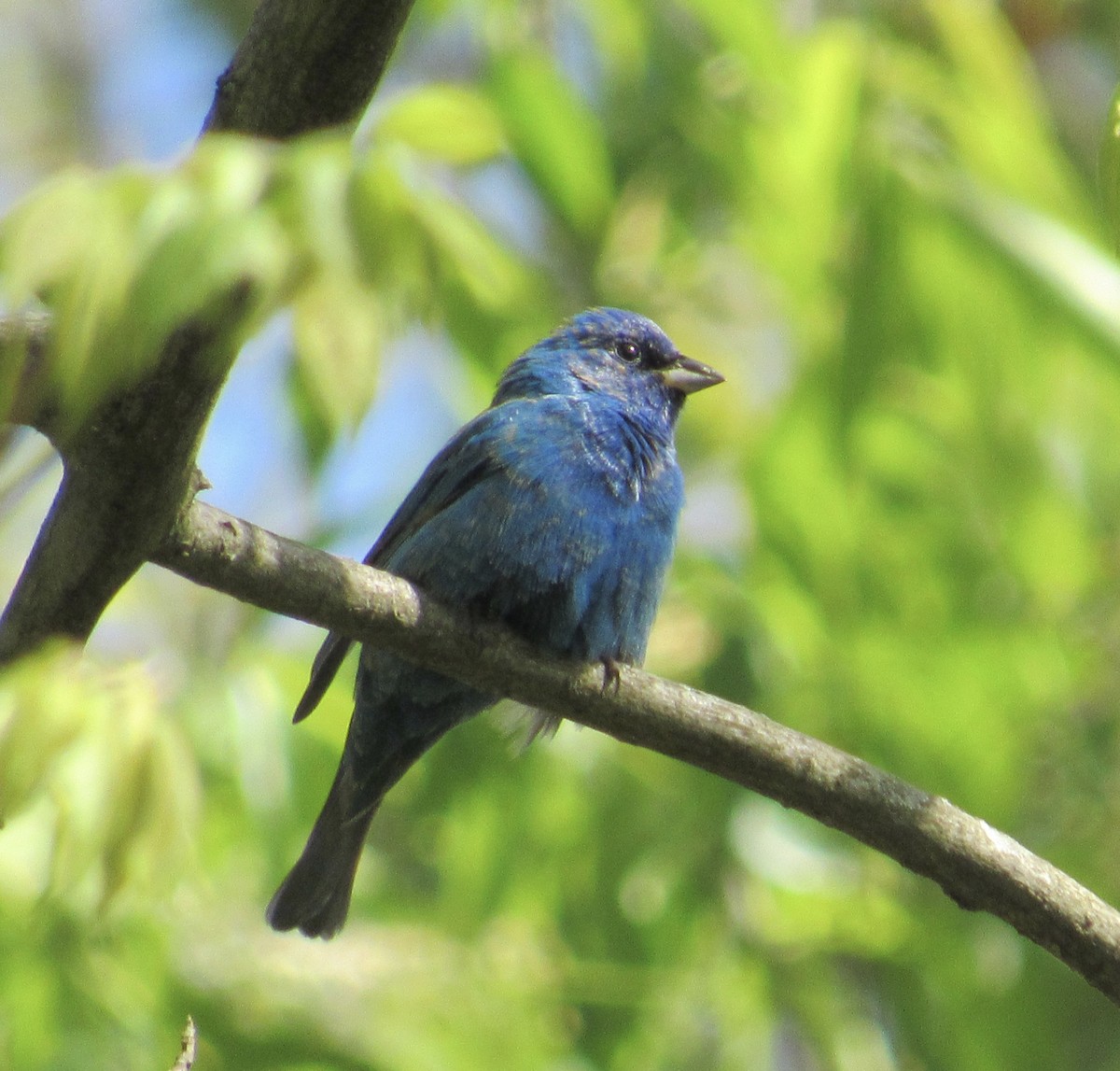 Indigo Bunting - ML233924981