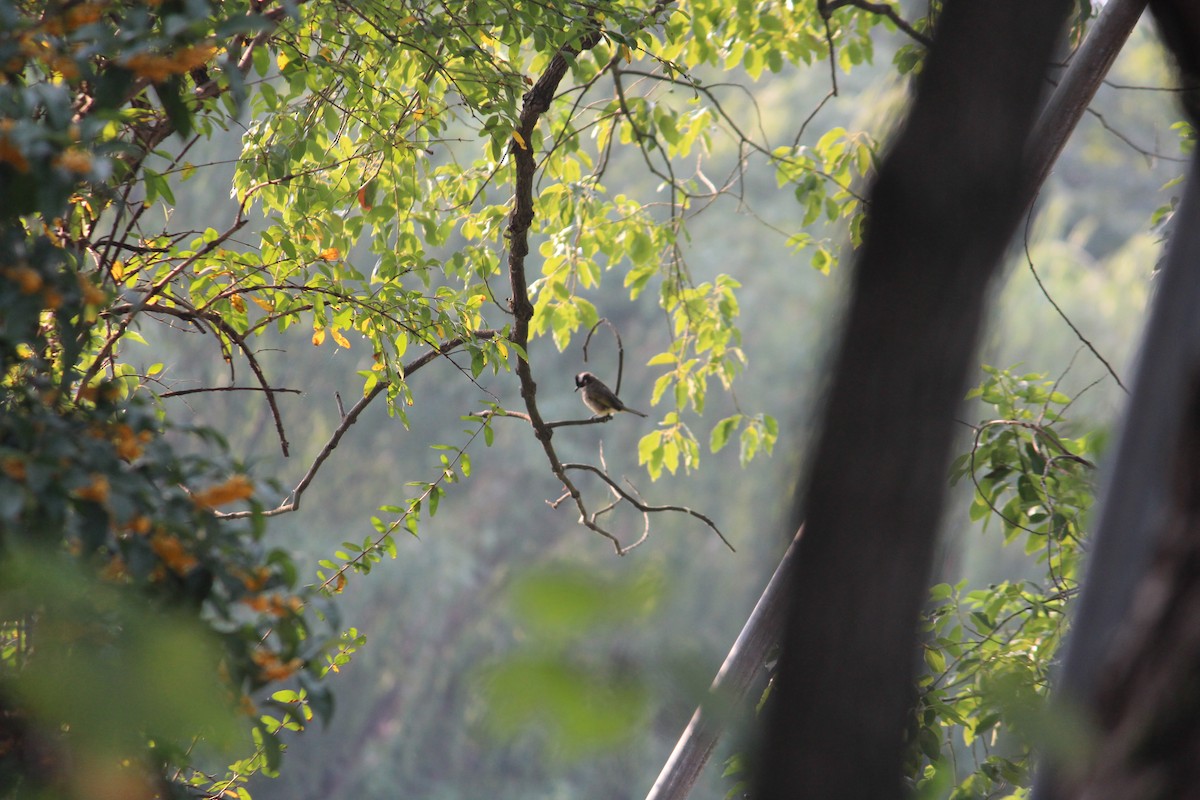 Light-vented Bulbul - ML233925031