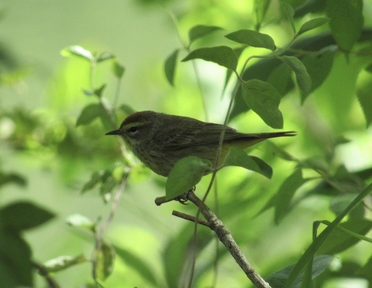 Palm Warbler - ML233925041