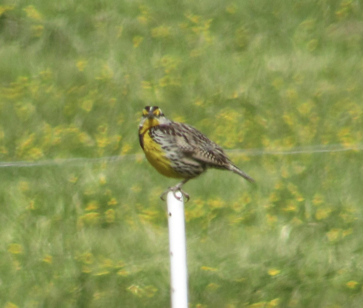 Eastern Meadowlark - ML233925061