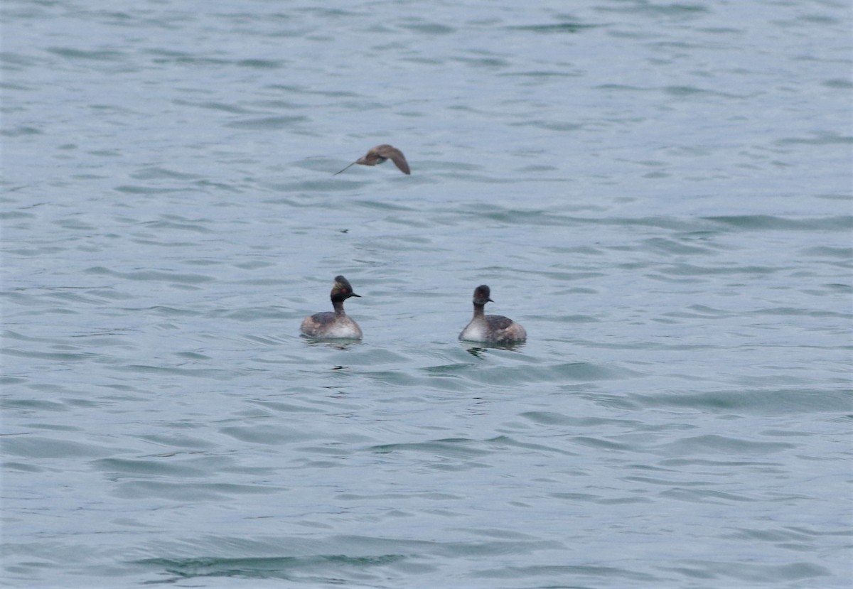 Eared Grebe - ML233925311