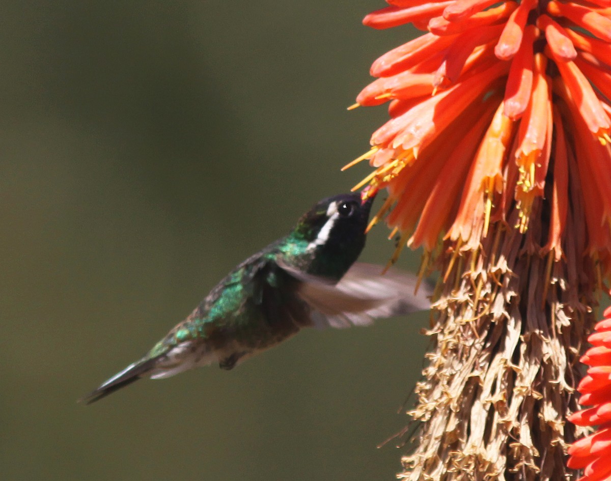 White-eared Hummingbird - ML233926721