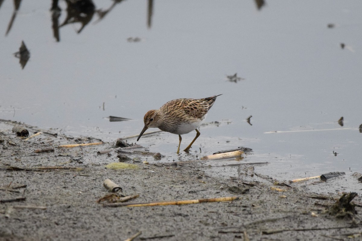 Graubrust-Strandläufer - ML233929301