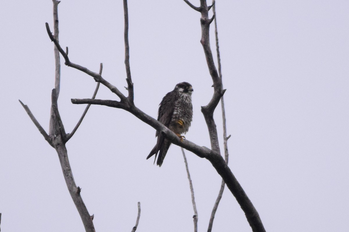 Peregrine Falcon - ML233929411