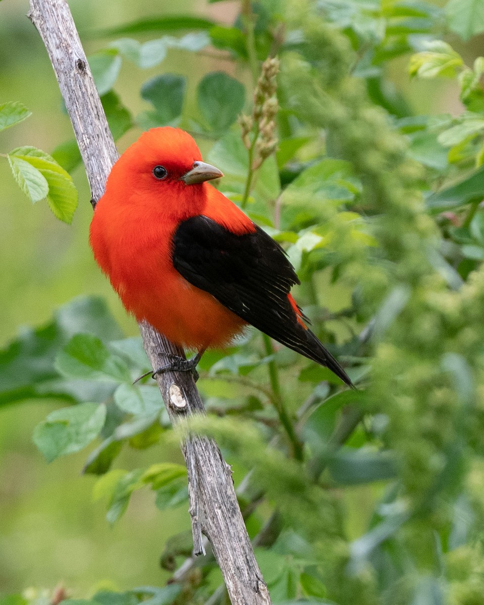 Scarlet Tanager - ML233930161