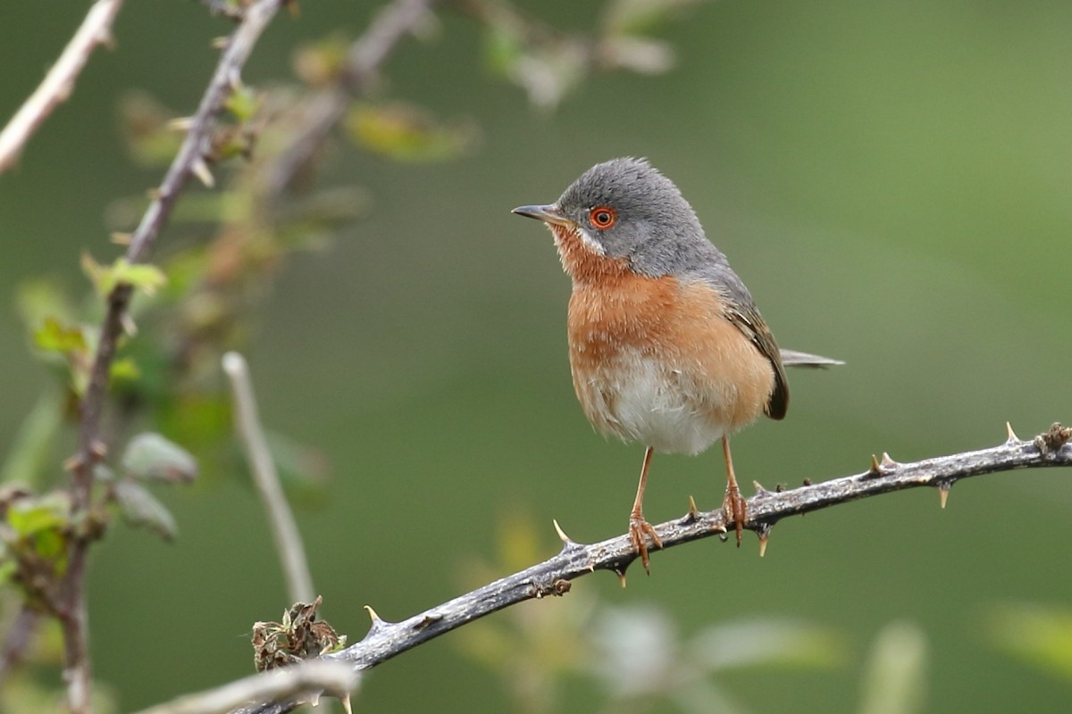 Western Subalpine Warbler - ML233930961