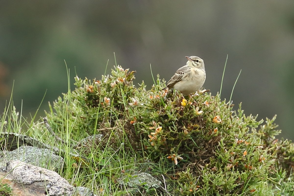 Pipit rousseline - ML233931081