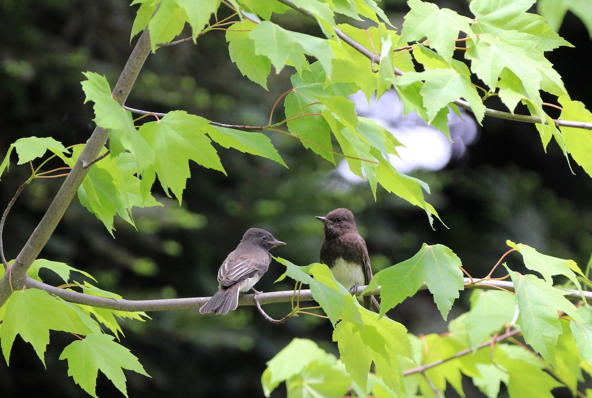 Black Phoebe - ML233931151