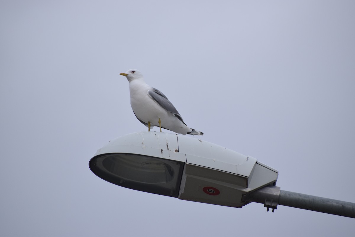 Common Gull - ML233932131