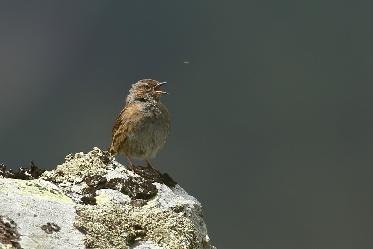 Dunnock - ML233932471