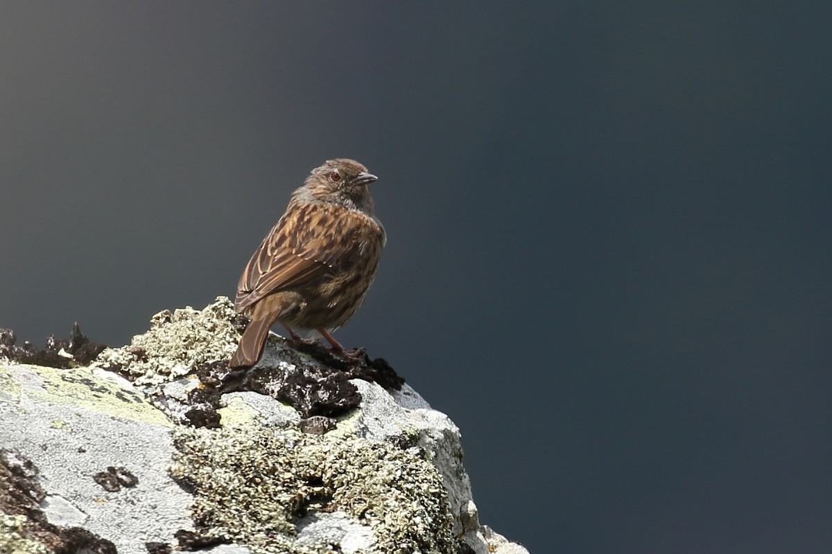 Dunnock - ML233932481