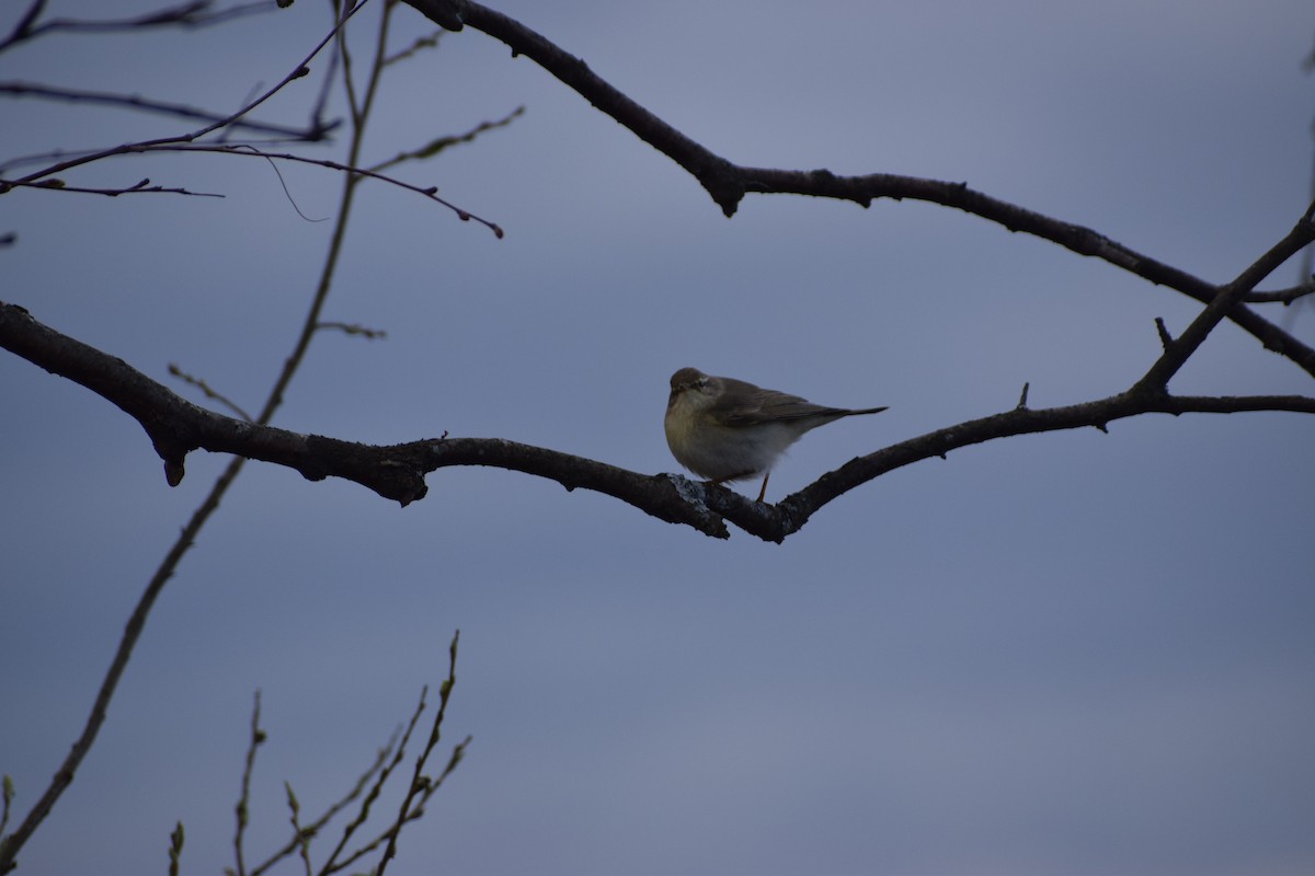 Willow Warbler - Pablo Blanc