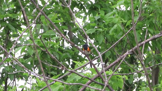 American Redstart - ML233936971