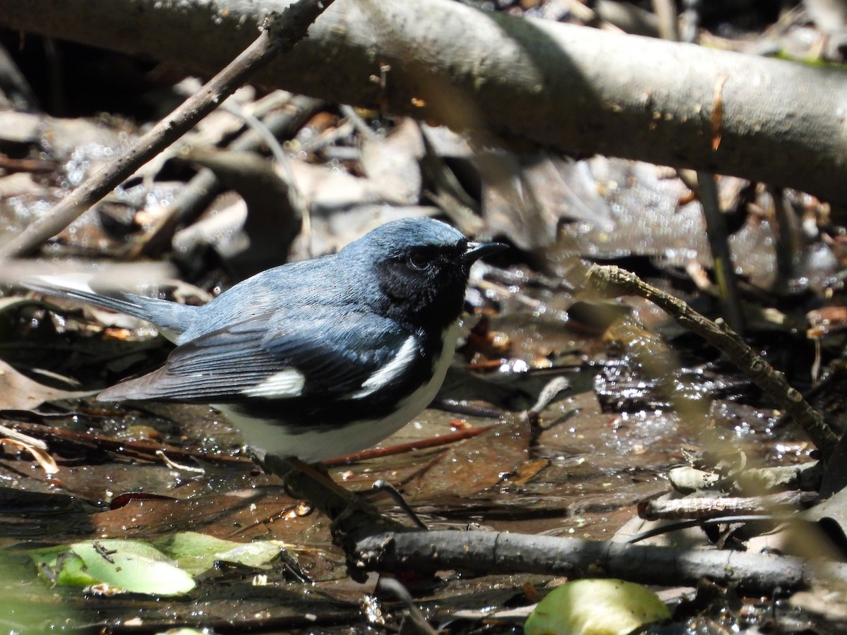 Black-throated Blue Warbler - ML233937371