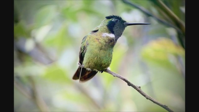 kolibřík krajkový - ML233938321