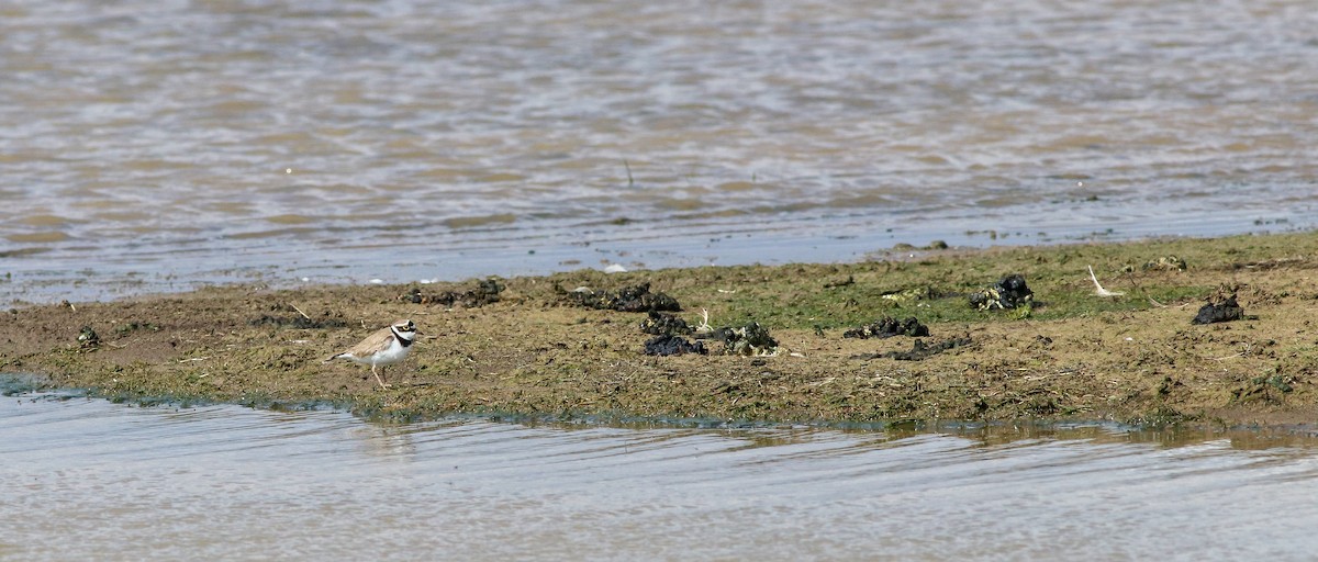 Little Ringed Plover - ML233939511