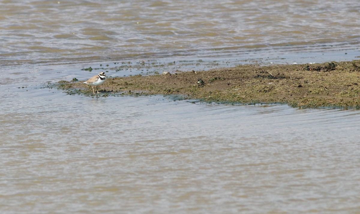 Little Ringed Plover - ML233939641