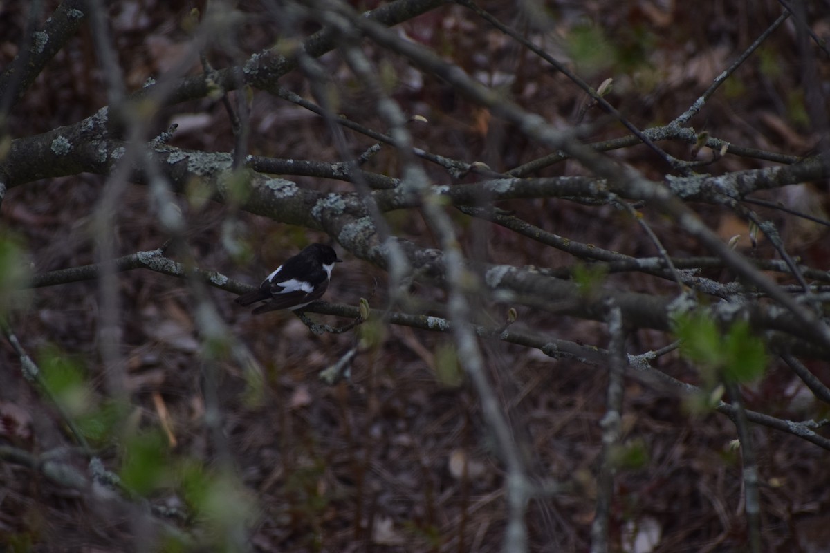 European Pied Flycatcher - ML233939931