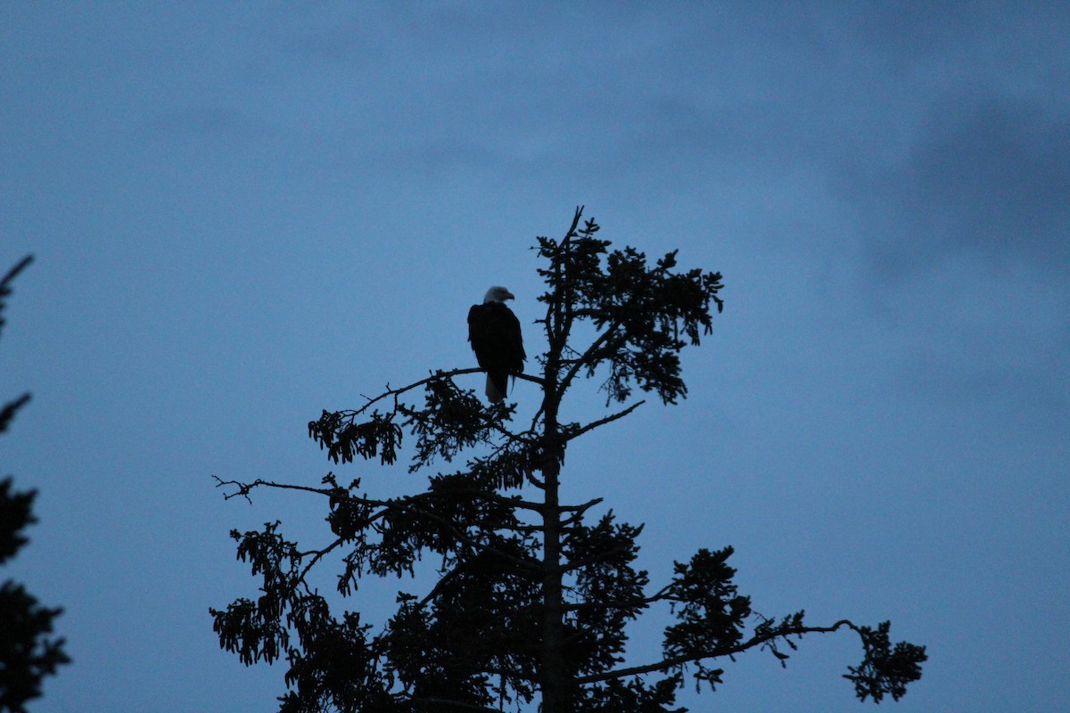 Weißkopf-Seeadler - ML233940051