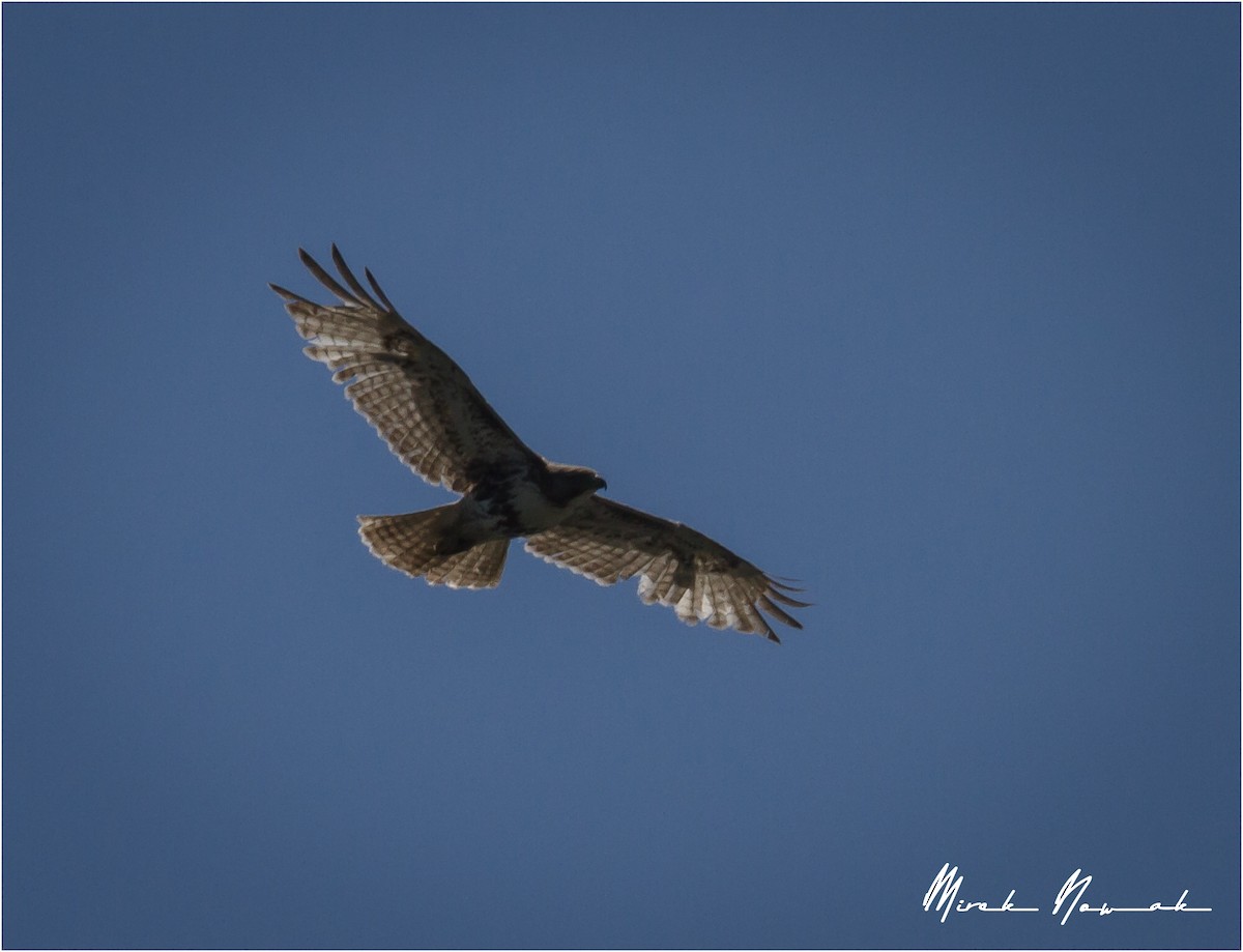 Red-tailed Hawk - ML233940611