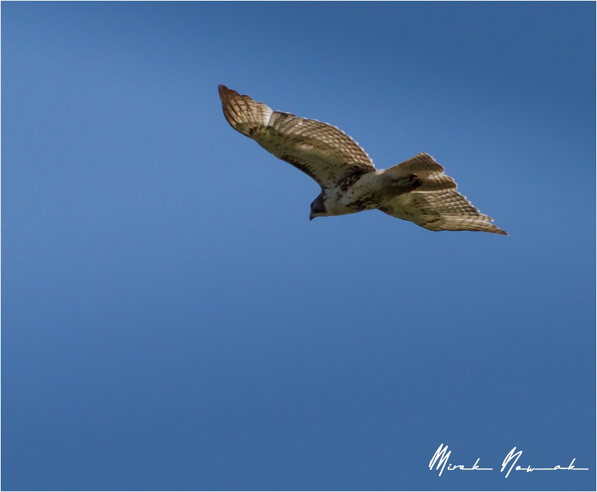 Red-tailed Hawk - ML233940631