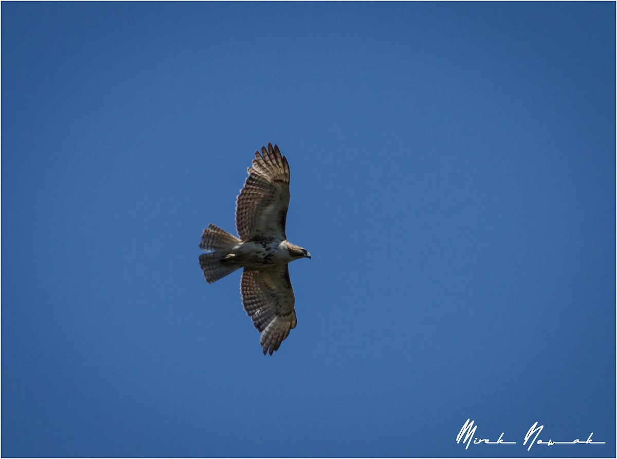 Red-tailed Hawk - ML233940641