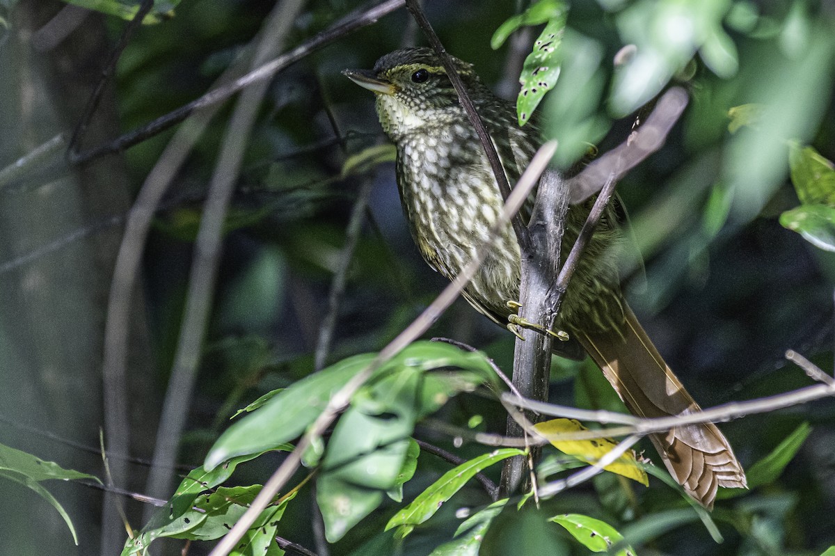 Buff-browed Foliage-gleaner - ML233942271