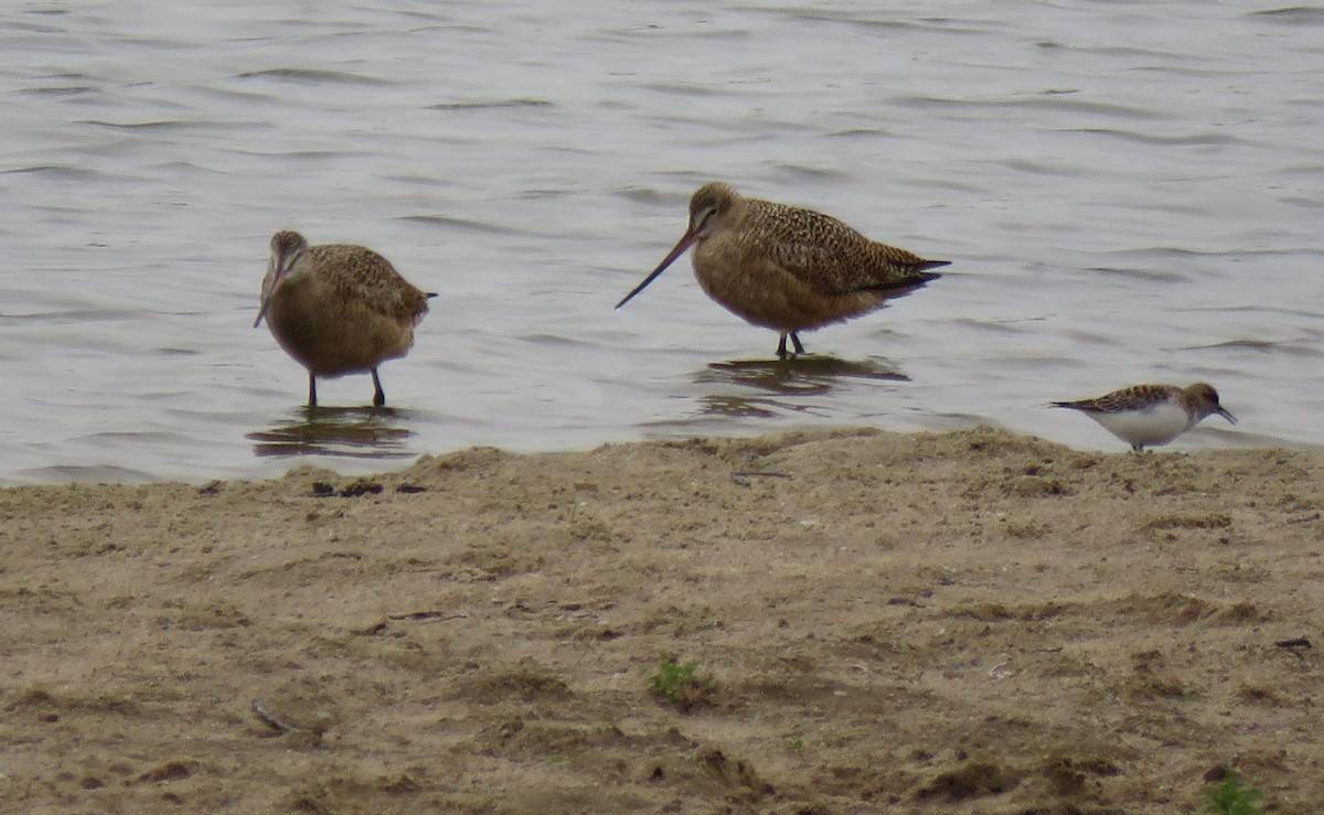 Marbled Godwit - ML233942341