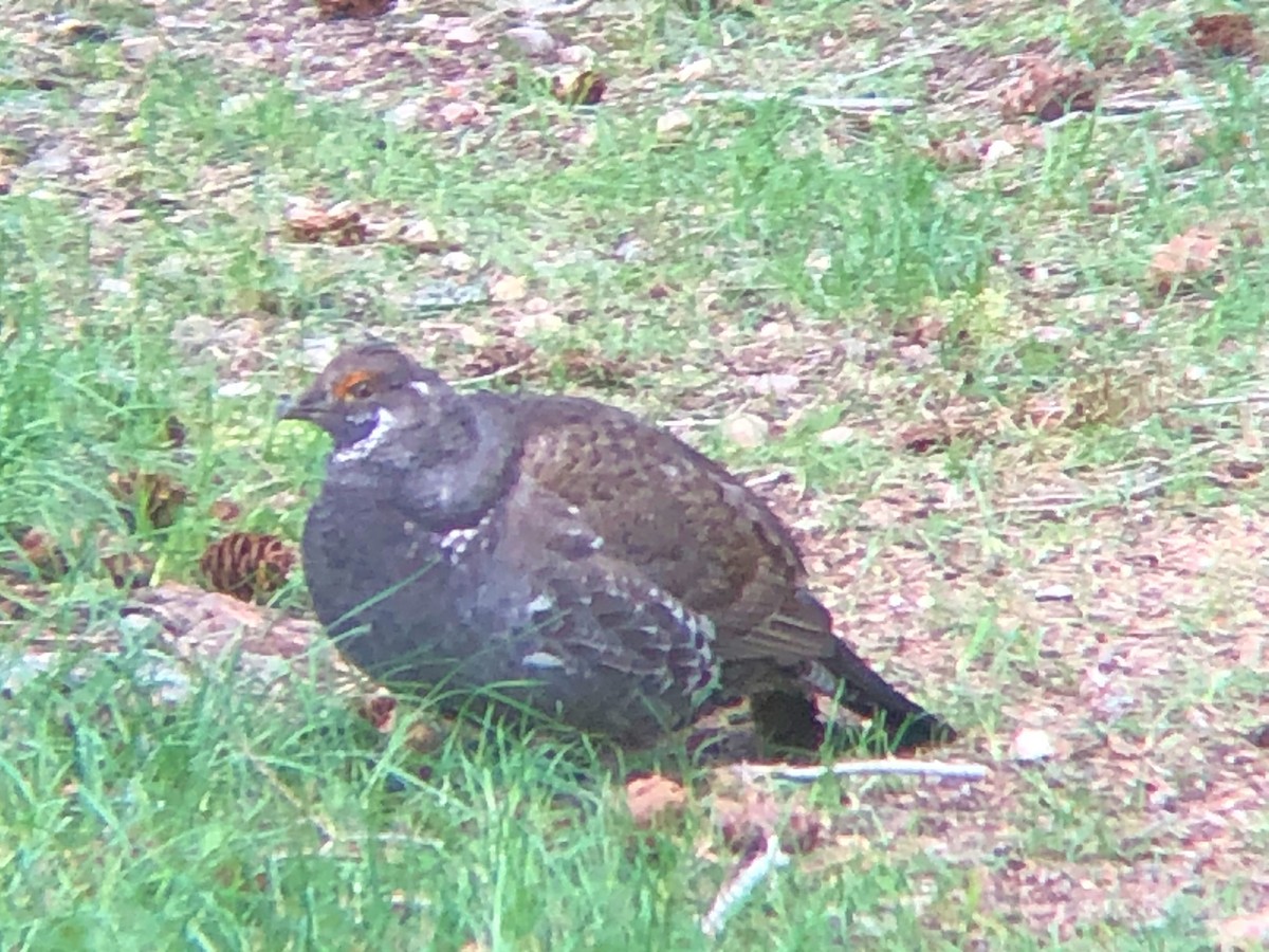 Dusky Grouse - ML233943221