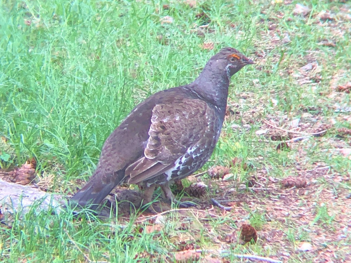 Dusky Grouse - ML233943421