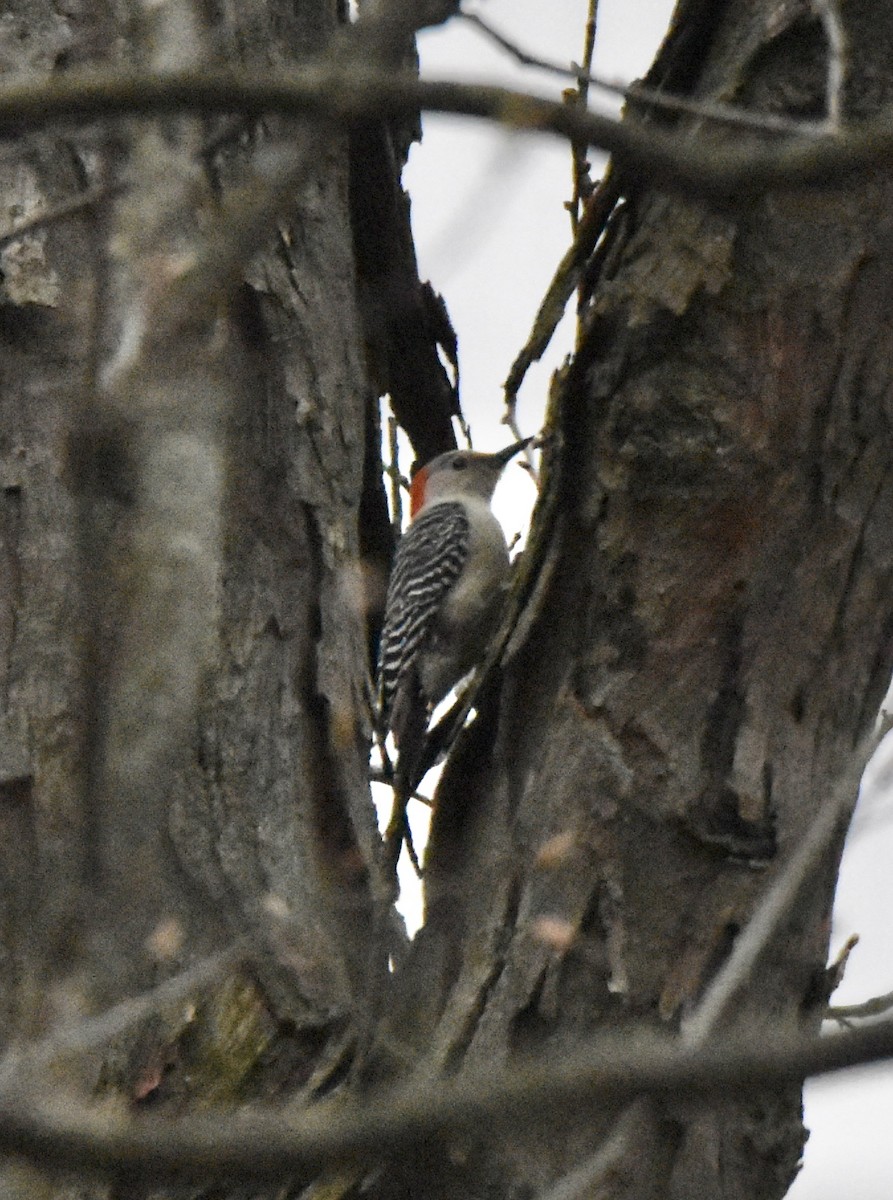 Red-bellied Woodpecker - Michael Smith