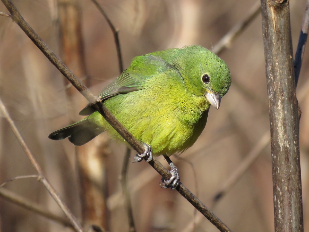 Painted Bunting - Lloyd Davis