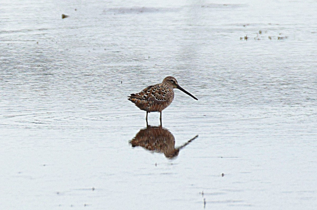 Long-billed Dowitcher - ML233945991