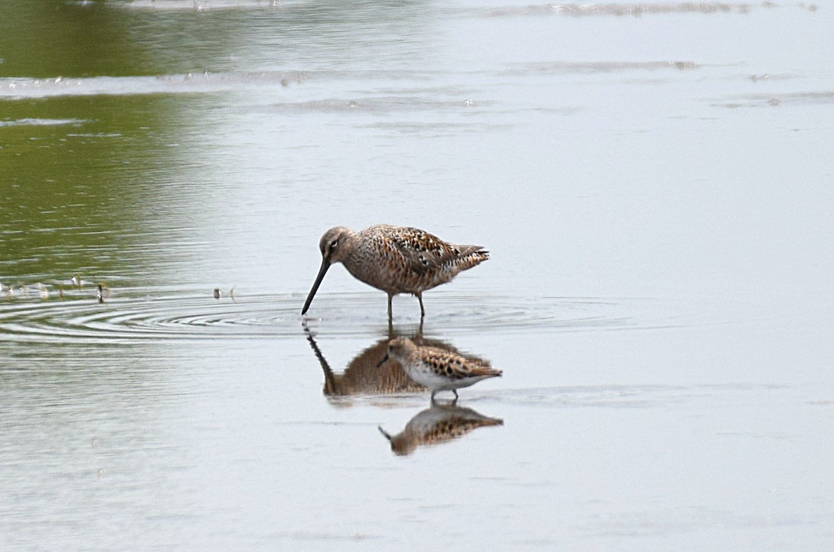 langnebbekkasinsnipe - ML233946001