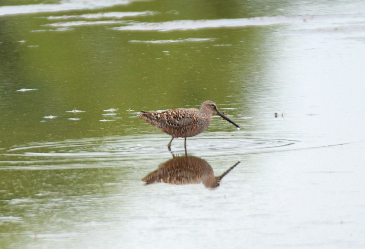 Long-billed Dowitcher - ML233946011