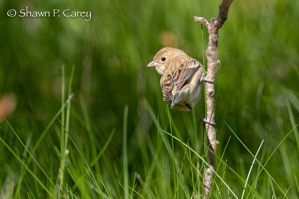 Indigo Bunting - ML233946121