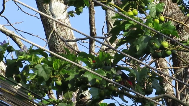 Araçari de Frantzius - ML233946541