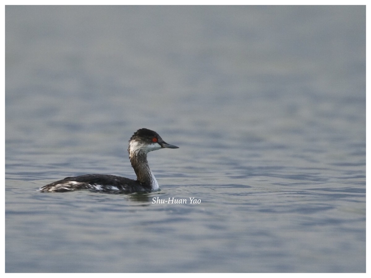 Eared Grebe - ML23394661