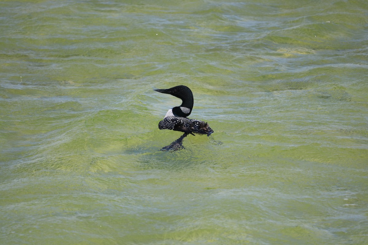 Common Loon - Ryan Winkleman