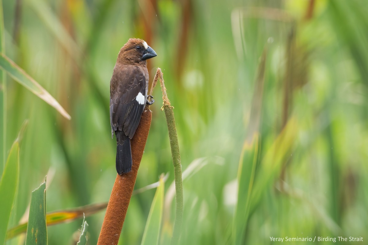 Grosbeak Weaver - Yeray Seminario