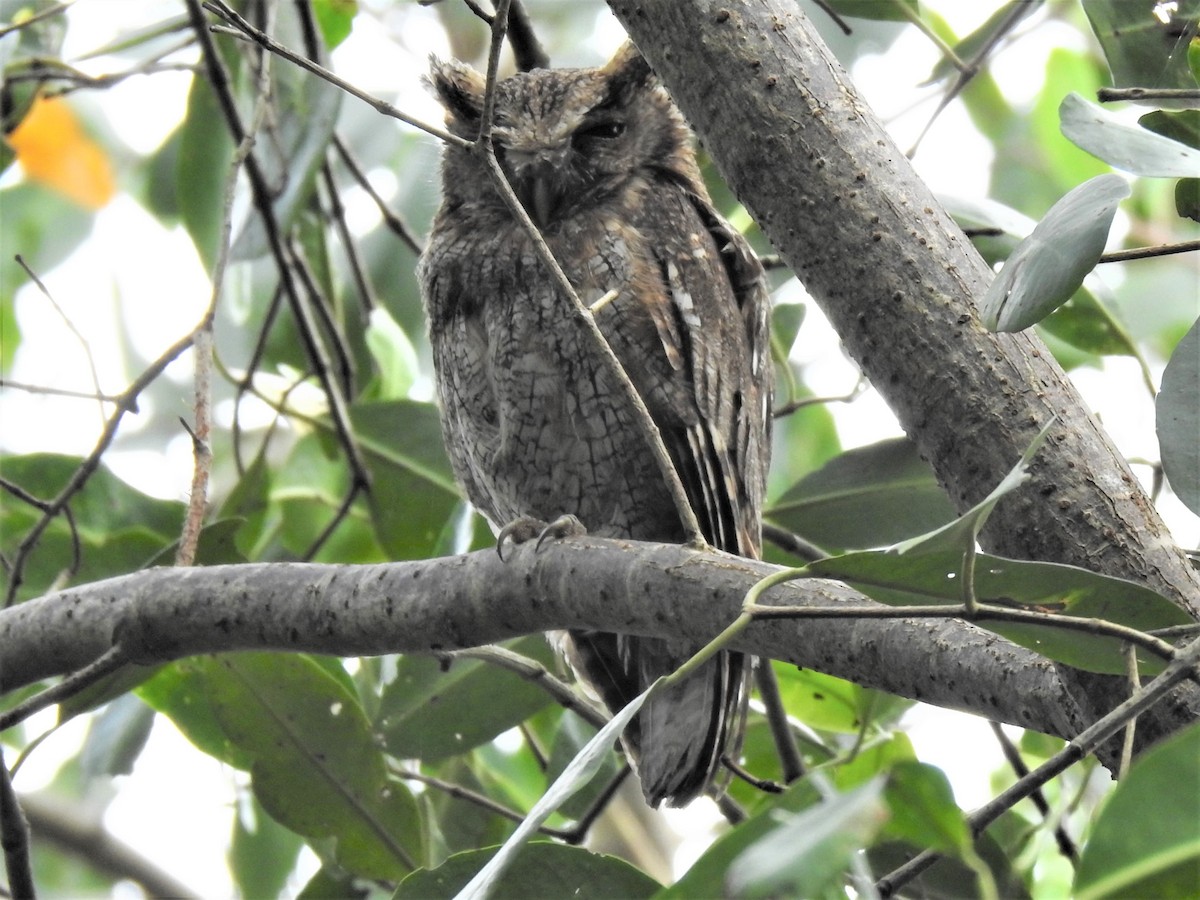 Tropical Screech-Owl - Claire Christensen