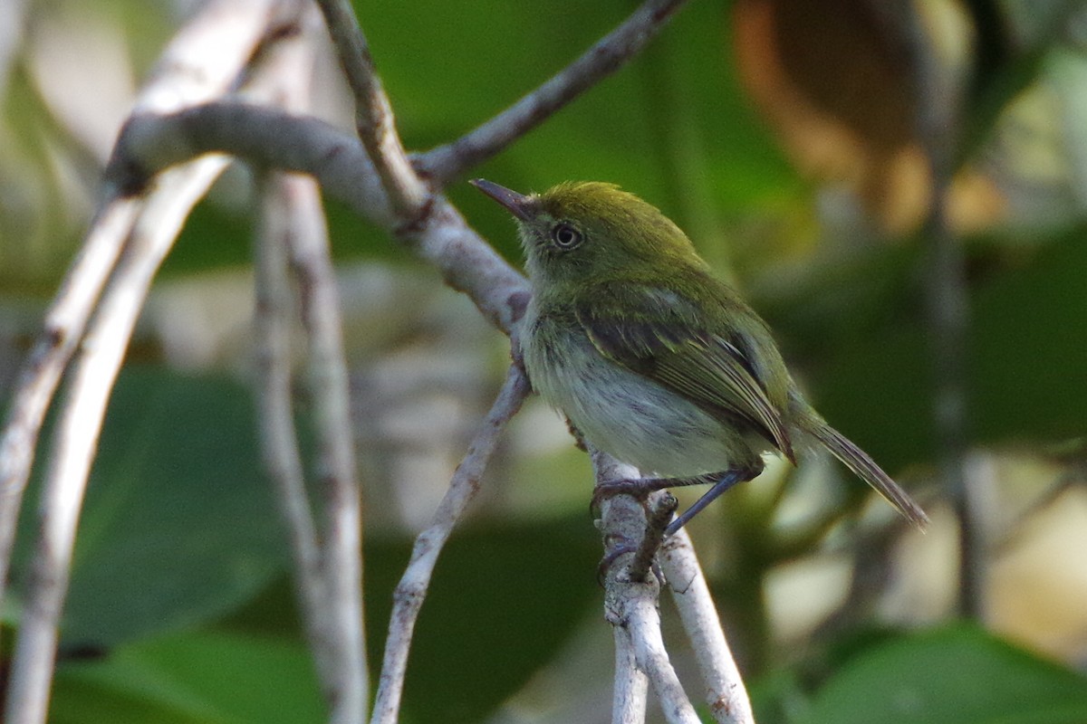 Hangnest Tody-Tyrant - ML233948271