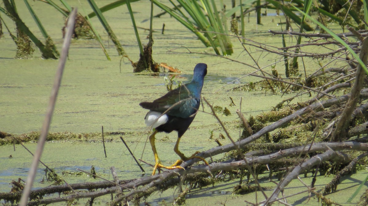 Purple Gallinule - Lydia Thompson