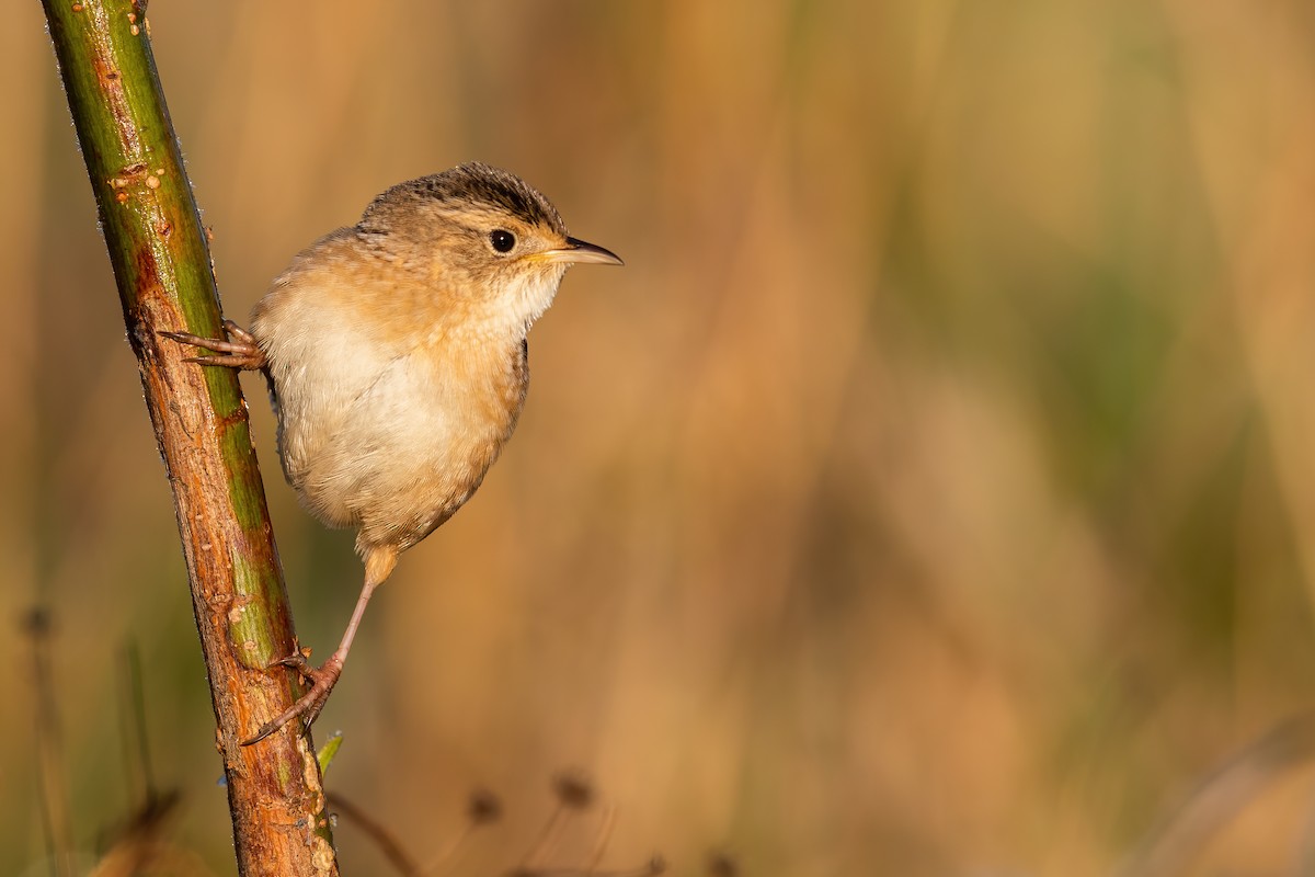 Sedge Wren - ML233951491