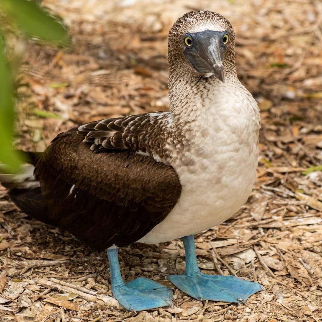 Blue-footed Booby - Samuel Boulay-Grimard