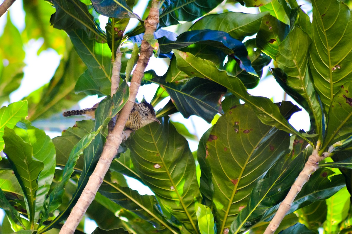 Barred Antshrike (Barred) - ML233952491