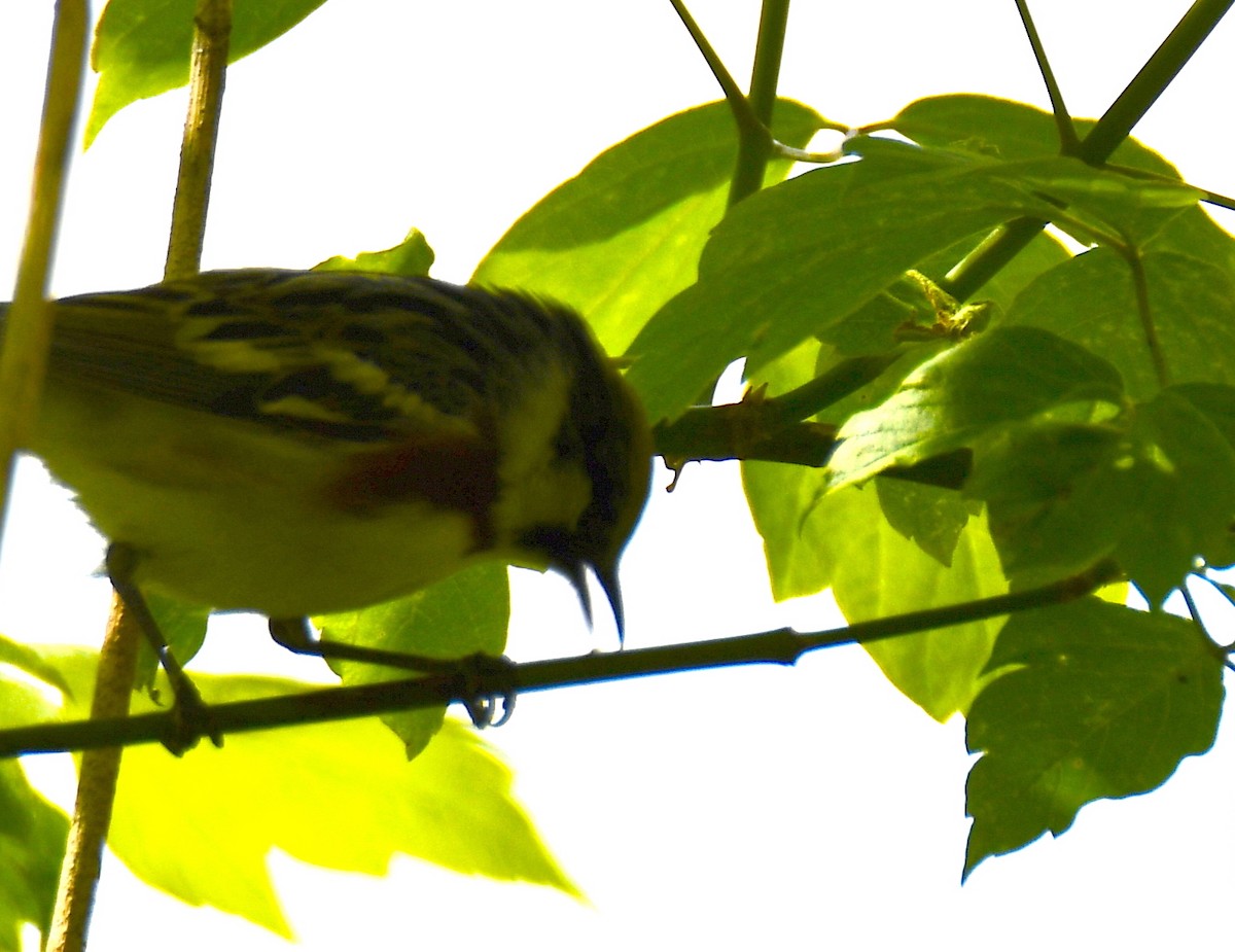 Chestnut-sided Warbler - ML233954231